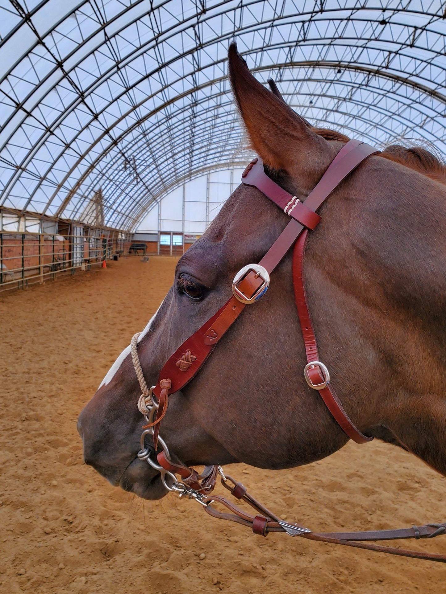 Simple Browband